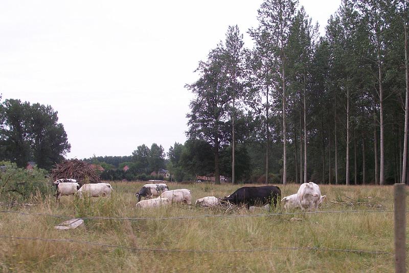 33 ste Crijtfeesten en 4de Crijtrally op 25 juli 2010-Terlogt Diepenbeek (27).JPG